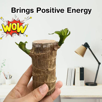 🌱Lucky Brazil Wood Money Magnet Plant (Buy 1 Get 1 Free)