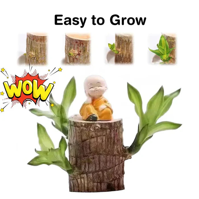 🌱Lucky Brazil Wood Money Magnet Plant (Buy 1 Get 1 Free)