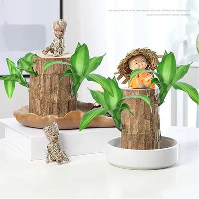 🌱Lucky Brazil Wood Money Magnet Plant (Buy 1 Get 1 Free)