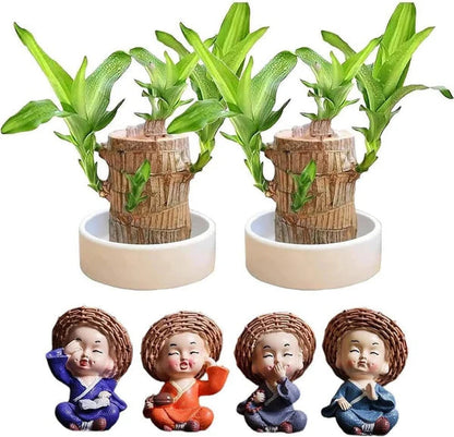 🌱Lucky Brazil Wood Money Magnet Plant (Buy 1 Get 1 Free)