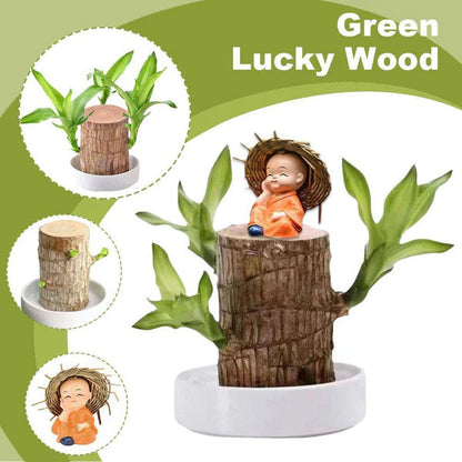 🌱Lucky Brazil Wood Money Magnet Plant (Buy 1 Get 1 Free)