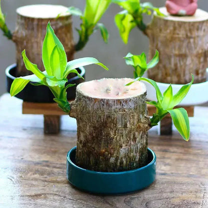 🌱Lucky Brazil Wood Money Magnet Plant (Buy 1 Get 1 Free)