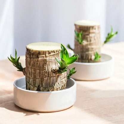 🌱Lucky Brazil Wood Money Magnet Plant (Buy 1 Get 1 Free)