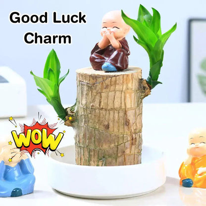 🌱Lucky Brazil Wood Money Magnet Plant (Buy 1 Get 1 Free)